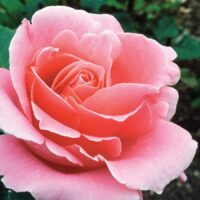 Close-up of a Rose 'Bewitched' Bush Form in full bloom, its detailed petals enchanting like a bewitched charm, set against a lush green background.