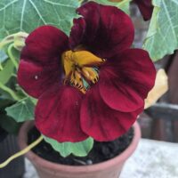 A striking red nasturtium flower, highlighted by its lush green leaves, thrives in a 4-inch pot of Nasturtium 'Black Velvet'.