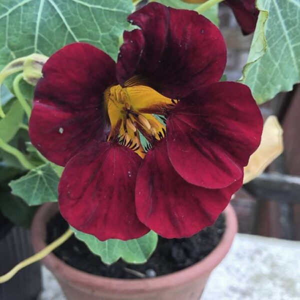 A striking red nasturtium flower, highlighted by its lush green leaves, thrives in a 4-inch pot of Nasturtium 'Black Velvet'.