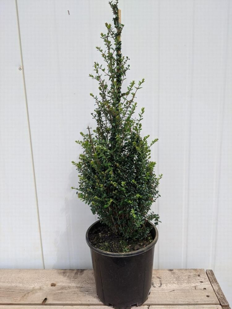 The Lonicera 'BoxOz' Topiary Cone in an 8" pot, featuring a slender and conical shape, stands elegantly on a wooden surface next to a rustic box, all set against a plain white background.
