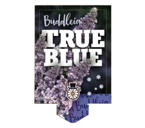 Plant label displaying "Buddleja 'True Blue'" with remarkable detail, featuring an image of the vivid flower and a decorative emblem at the base. Offered in a 6" pot, this variety of Buddleja is perfect for enhancing any garden setting.