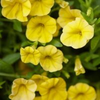 Close-up of vibrant yellow Calibrachoa flowers in a 6" pot, with lush green leaves providing a stunning backdrop.