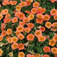 A cluster of vibrant Calibrachoa 'Orange' flowers in a 6" pot, complemented by lush green leaves.