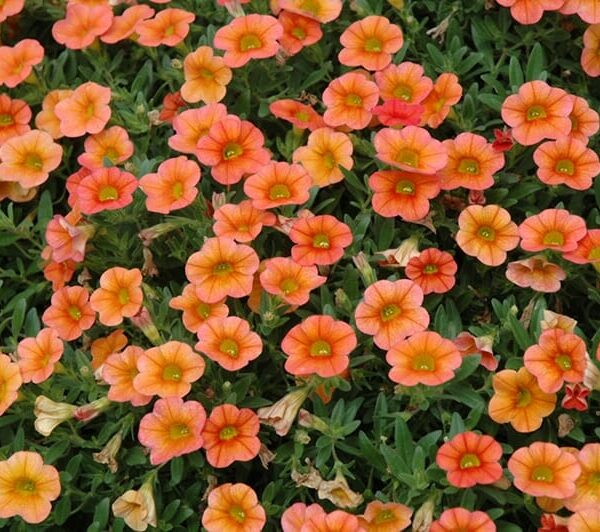A cluster of vibrant Calibrachoa 'Orange' flowers in a 6" pot, complemented by lush green leaves.