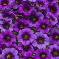 Close-up of Calibrachoa 'Purple' flowers densely clustered in a 6" pot, showcasing their vibrant purple petals with dark centers and green-yellow accents that feature a delicate texture and pattern.