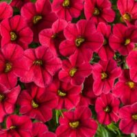 Close-up of a cluster of Calibrachoa 'Red' flowers with vibrant red petals and bright green centers, nestled in a 6" pot.