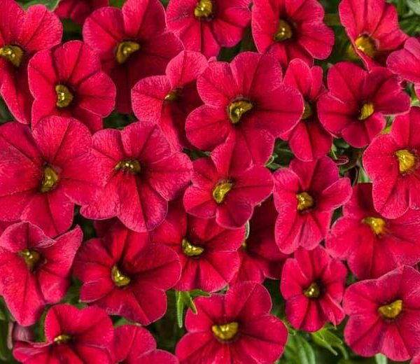 Close-up of a cluster of Calibrachoa 'Red' flowers with vibrant red petals and bright green centers, nestled in a 6" pot.