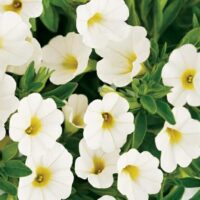 The Calibrachoa 'White' in a 6" pot showcases white blooms with yellow centers, elegantly framed by lush green leaves.