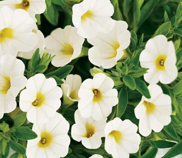 The Calibrachoa 'White' in a 6" pot showcases white blooms with yellow centers, elegantly framed by lush green leaves.