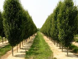 Carpinus 'Upright European Hornbeam' - Image 7