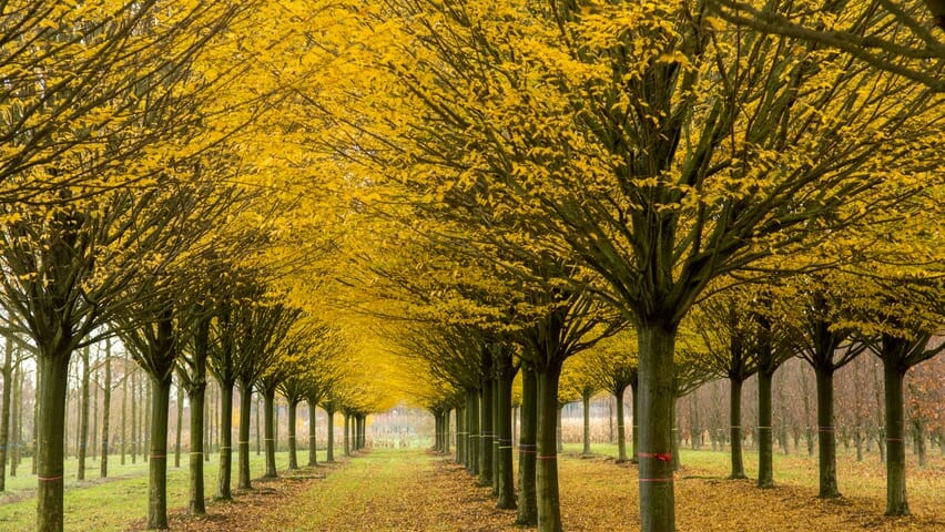 Carpinus 'Upright European Hornbeam' - Image 4