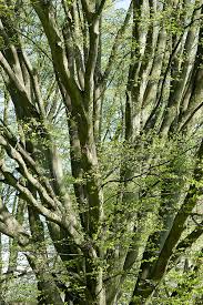 Carpinus 'Upright European Hornbeam' - Image 5