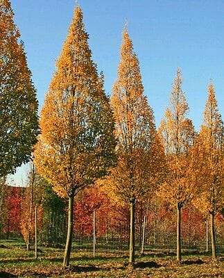 Carpinus 'Upright European Hornbeam' - Image 6