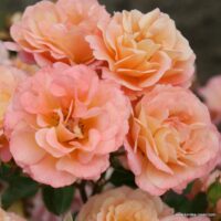 Close-up of several peach-colored roses, featuring the delightful Rose 'Cubana' Bush Form, with its soft, layered petals in full bloom against a blurred background.