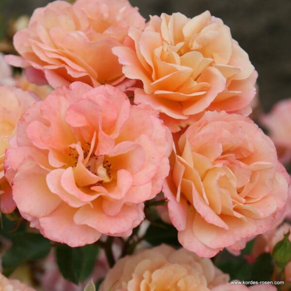 Close-up of several peach-colored roses, featuring the delightful Rose 'Cubana' Bush Form, with its soft, layered petals in full bloom against a blurred background.
