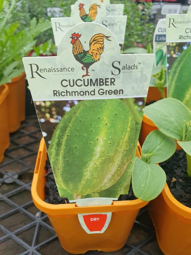 Cucumber plant labeled "Cucumber 'Richmond Green' 4" Pot" in a vibrant, orange container. The label features a charming rooster logo, adding to its appeal. This Richmond Green variety flourishes wonderfully in its cozy nursery environment.