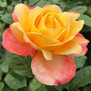 A Rose 'Dame Elisabeth Murdoch' 3ft Standard in full bloom, showcasing vibrant yellow and pink petals against lush green leaves.