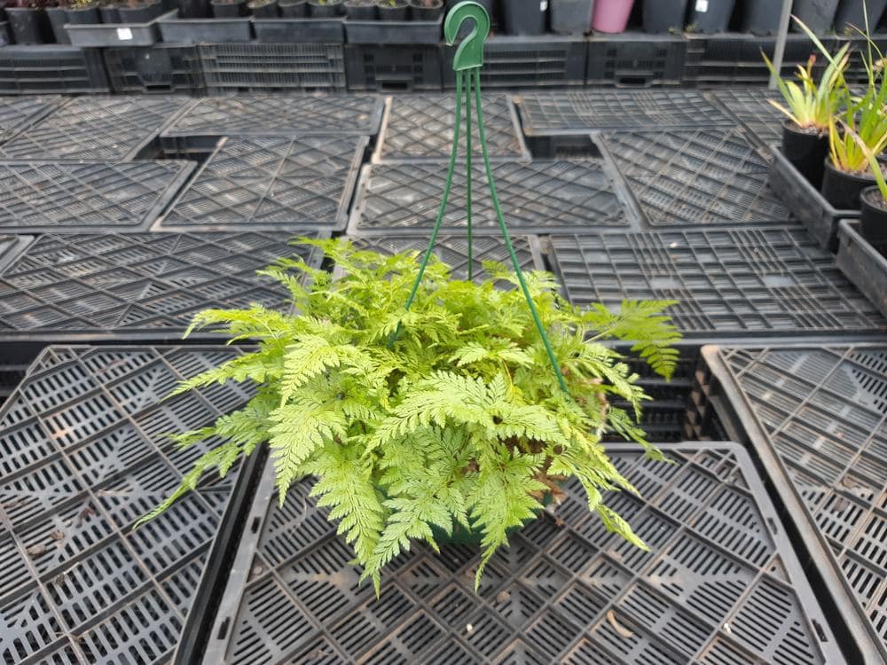 A Davallia 'Rabbit's Foot Fern' 10" in a hanging basket displays its lush green fronds over plastic grid flooring.