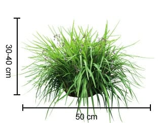 The Dianella 'Lucia™', commonly referred to as the flax lily, is an attractive green ornamental grass that reaches about 30-40 cm in height and 50 cm in width. Offered in a handy 6" pot, it’s ideal for bringing a splash of lush greenery to any area.