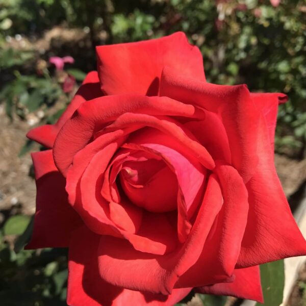 A close-up of the striking Rose 'Dolly Parton' Bush Form in full bloom, displaying its vibrant red petals surrounded by lush green foliage.