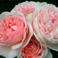 A close-up of the enchanting Rose 'Fairytale Magic' 3ft Standard showcases four blooming pink roses with lush petals and green leaves, capturing a whimsical beauty that delights the senses.