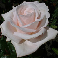 A close-up of the Rose 'Fairytale Queen' Bush Form showcases its pale pink petals elegantly contrasting with the dark green leaves surrounding it.