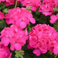 A close-up view of vibrant Geranium 'Apache Deep Rose' flowers in full bloom, with lush green leaves in a beautifully nestled 3" pot.