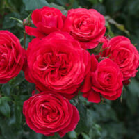 The Rose 'Gift of Friendship' Bush Rose, with its vibrant red blooms and lush green foliage, makes an ideal present to celebrate friendship.