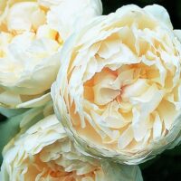 A close-up of three white 'Glamis Castle' rose blossoms showcases their elegance, resembling peony flowers, set against a lush background of green leaves.
