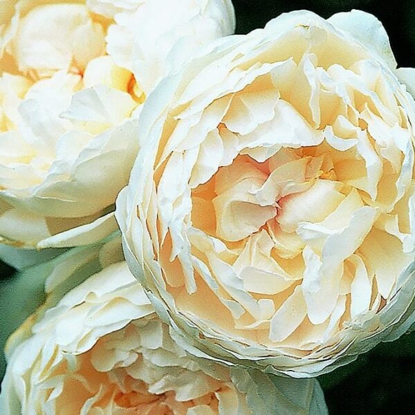 A close-up of three white 'Glamis Castle' rose blossoms showcases their elegance, resembling peony flowers, set against a lush background of green leaves.