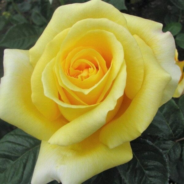 Close-up of the Rose 'Glorious' 3ft Standard in full bloom, surrounded by its standard dark green leaves.