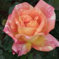 A close-up of the Rose 'Harry Wheatcroft' 2ft Standard reveals its striking pink, orange, and yellow petals set against a backdrop of lush green leaves, highlighting the beauty of this remarkable rose plant.