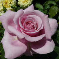 A close-up of a light pink Rose 'Heaven Scent' PBR in full bloom, surrounded by yellow roses and lush green leaves in the background.