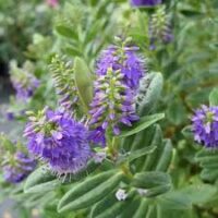 Close-up of vibrant purple Hebe 'Blue Gem' flowers with elongated green leaves in a garden setting, highlighting the beauty of this variety available in a 6" pot.