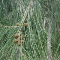 Close-up of a Casuarina glauca 'Swamp Oak' branch featuring long, thin green needles and small brown cones clustered together.