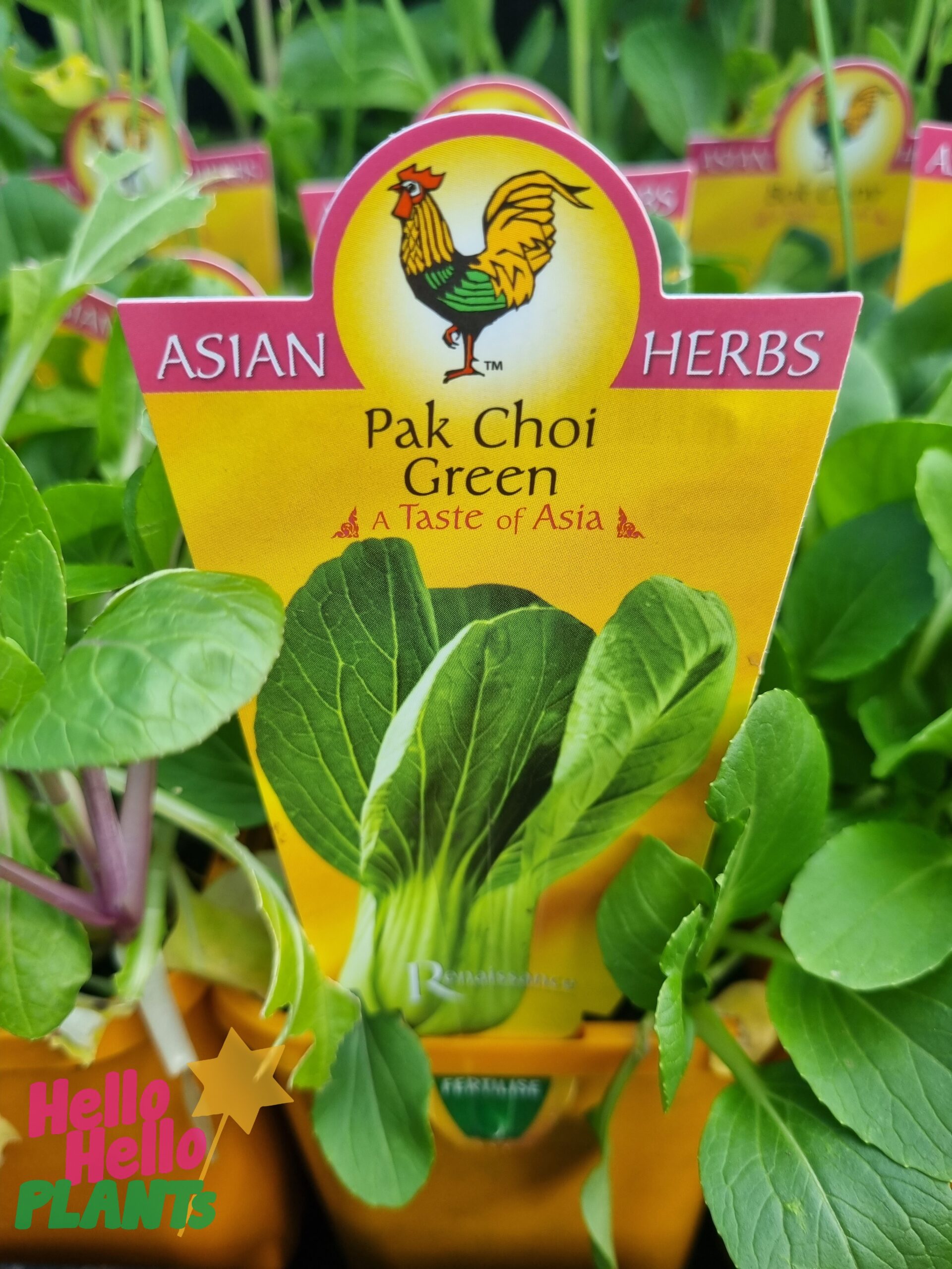 Pak Choi 'White' Baby Bok Choi 4" Pot - Image 4