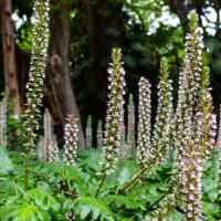 Tall spikes of white and purple Acanthus 'Oyster Plant' flowers tower above glossy green leaves in a lush garden, framed by trees in the background.