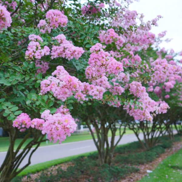 A row of Lagerstroemia 'Biloxi' Crepe Myrtle trees in 20" pots, displaying pink flower clusters, lines a landscaped roadside on a cloudy day.