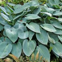 A lush arrangement of large, broad-leaved Hosta 'Blue Cadet' in 4" pots, characterized by visible leaf veins and elegantly accented with graceful ferns at the base.