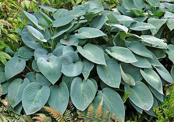 A lush arrangement of large, broad-leaved Hosta 'Blue Cadet' in 4" pots, characterized by visible leaf veins and elegantly accented with graceful ferns at the base.