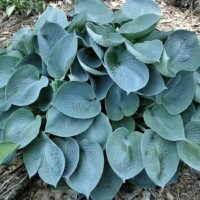 Product: A cluster of broad hosta leaves with a blue-green hue and textured surfaces, reminiscent of Blue Wedgwood, set against brown mulch in a 4" pot.