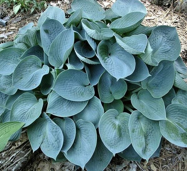 Product: A cluster of broad hosta leaves with a blue-green hue and textured surfaces, reminiscent of Blue Wedgwood, set against brown mulch in a 4" pot.