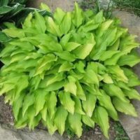 Close-up of a flourishing Hosta 'Lemon Lime' from a 4" pot, showcasing its vibrant green leaves in a garden setting.
