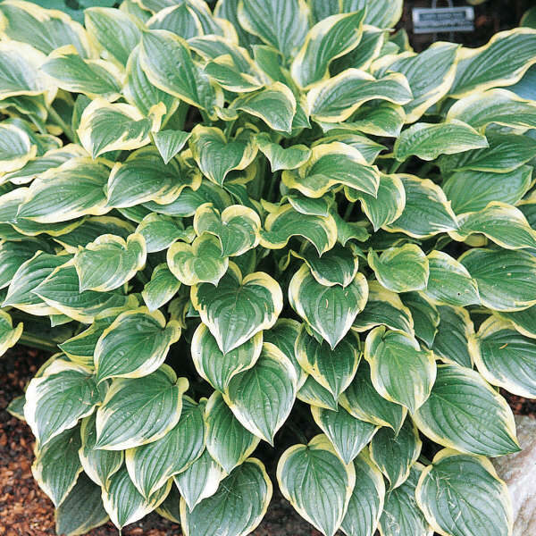 A thriving Hosta 'So Sweet' from a 4" pot showcases its lush green leaves with yellow edges in a garden setting.