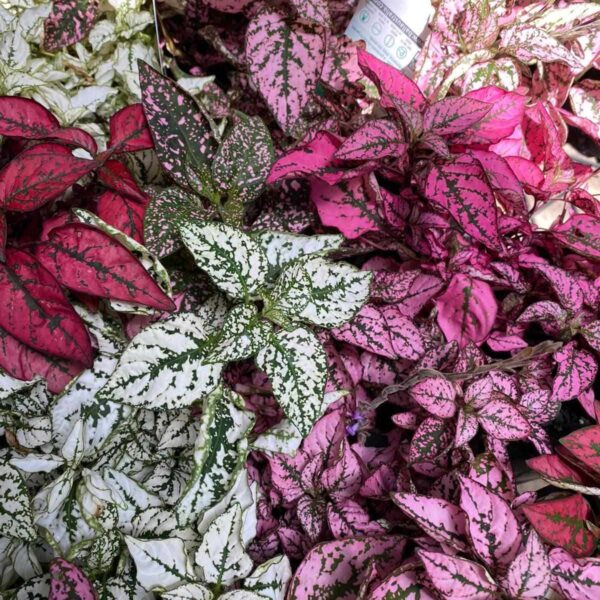 A close-up of Hypoestes 'Splash Mix' polka dot plants features white, pink, and green spotted leaves. A partially visible label is among the plants.