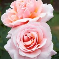 In the foreground, two blooming pink roses with soft petals stand elegantly, while the lush form of a Rose 'Iced Ginger' Bush and its vivid green leaves enhance the background.