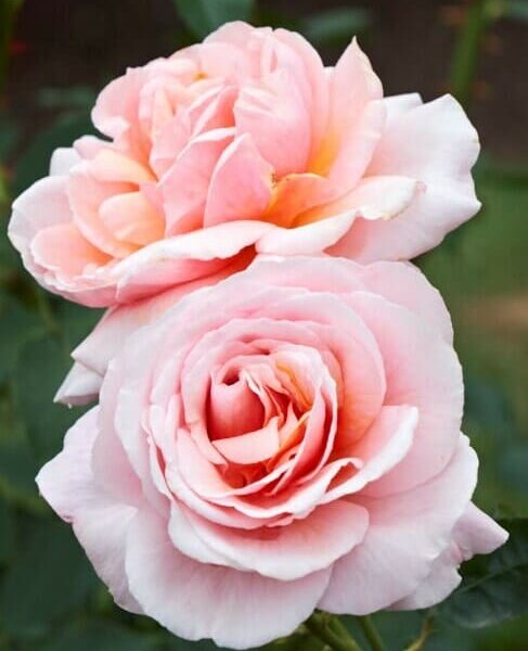 In the foreground, two blooming pink roses with soft petals stand elegantly, while the lush form of a Rose 'Iced Ginger' Bush and its vivid green leaves enhance the background.