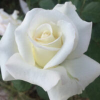 Close-up of a blooming Rose 'John F Kennedy' Bush Form, set against a soft focus background of lush green leaves.