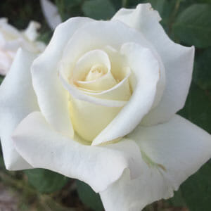 Close-up of a blooming Rose 'John F Kennedy' Bush Form, set against a soft focus background of lush green leaves.