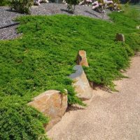 A garden path bordered by rocks and lush green ground cover plants, featuring a Larix 'European Larch' 8'' Pot, with shrubs and flowers in the background.